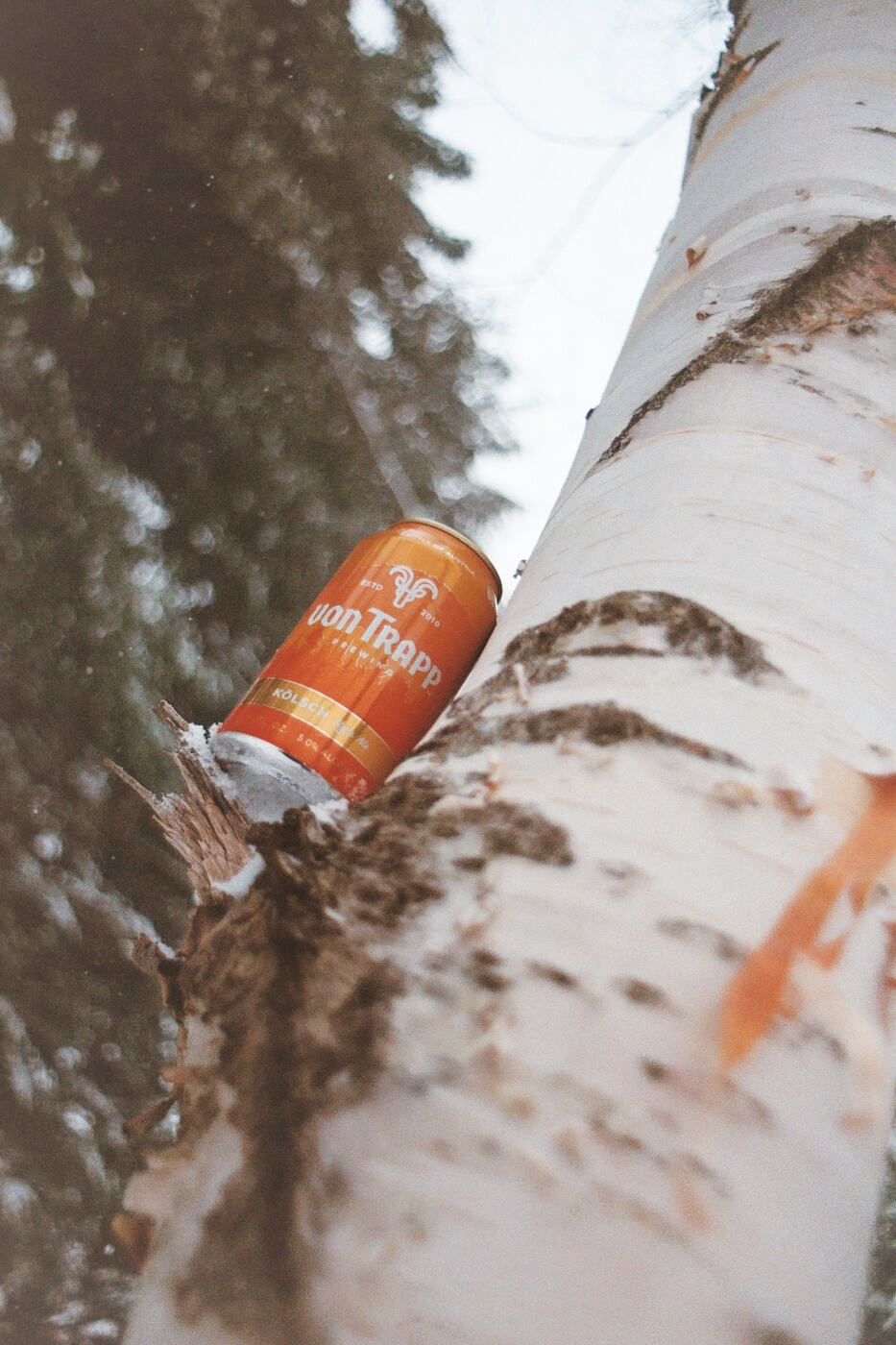 can of kolsch on tree